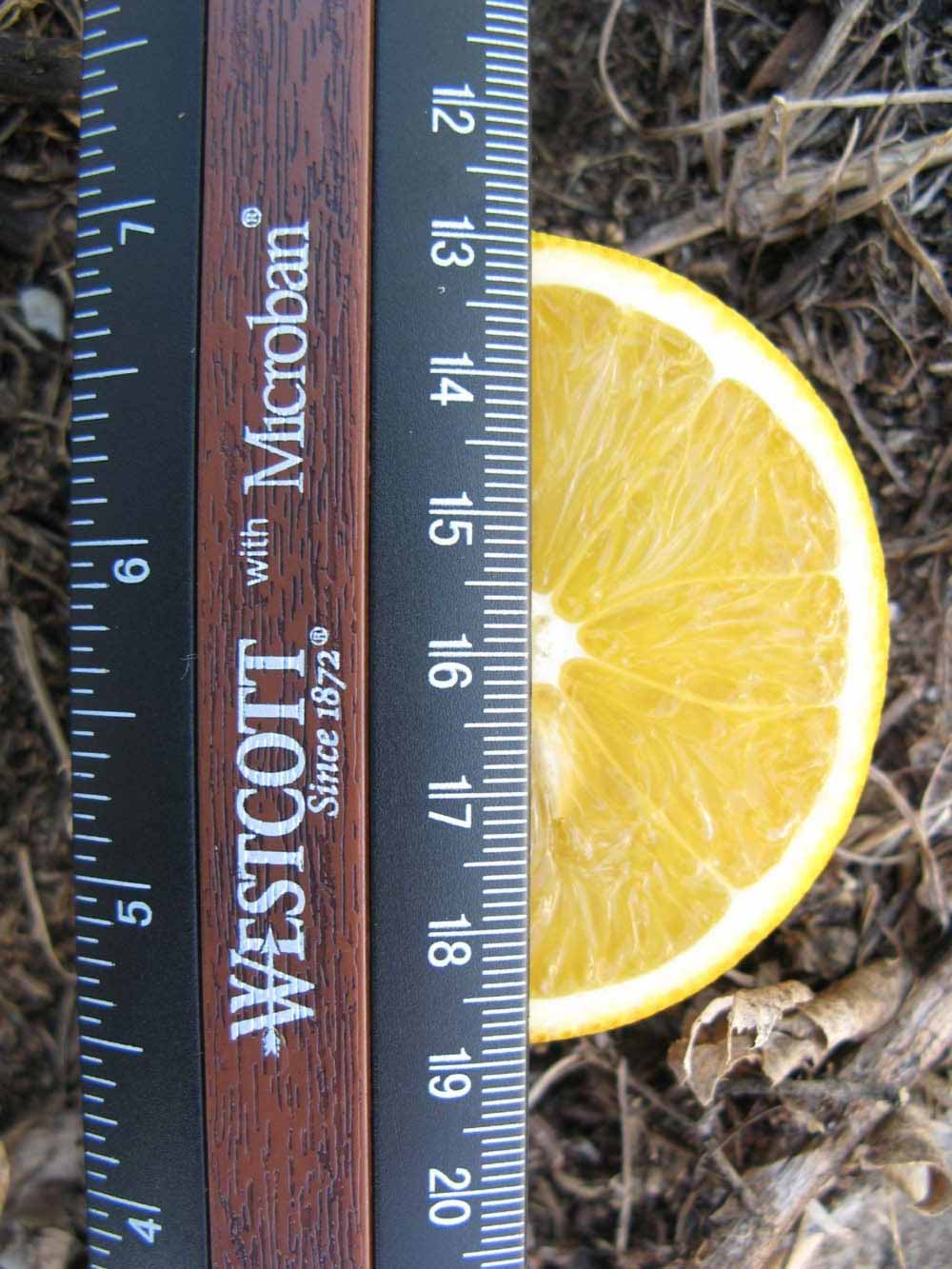            Fruit cross-section (Sanguinelli, Winter Haven, FL)   